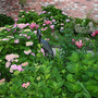 2008May120.HYDRANGEAS,ORIENTAL LILIES AND MORE.....
