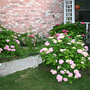 2008May121.HYDRANGEAS