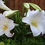 2008may129