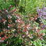 Abelia x grandiflora