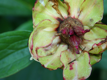 2008May130.PEONIE