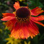 Helenium
