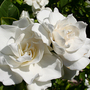 2008may138
