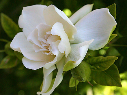 2008May139.TEXAS HOME GARDEN-GARDENIA