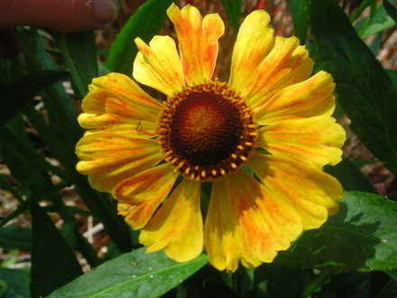 Helenium 'Flammenspiel' (Helenium autumnale)