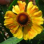 Helenium_2
