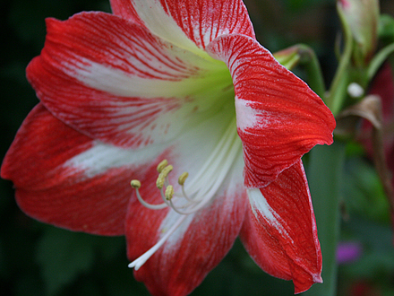 2008May154.AMARYLLIS