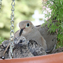 2008May161--MAMA BIRD AND FAMILY