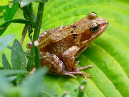 Wildlife in the garden.