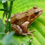 Wildlife in the garden.