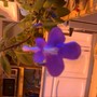 Streptocarpella bloom (streptocarpella)