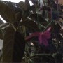monkey plant bloom (Ruellia makoyana)