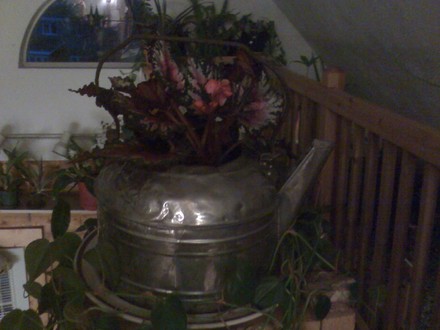 night begonia