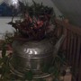 night begonia