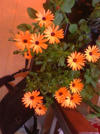 osteospermum