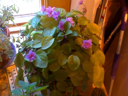 mini african violet