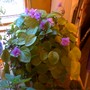 mini african violet