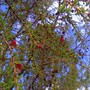 Siberian_larch_new_cones