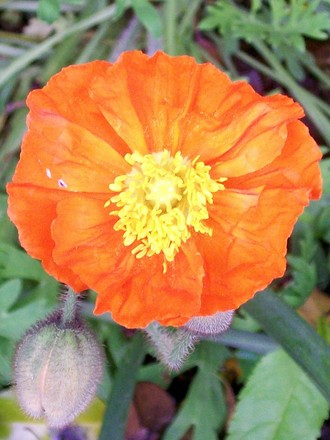 ohhh orange one! (Papaver nudicaule)