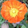Papaver nudicaule