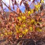 forsythia at the bot garden
