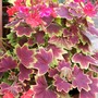 27_5_6.jpg (Pelargonium)