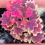27_5_9.jpg (Pelargonium)