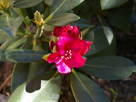 A garden flower photo (Rhododendron Nova Zembla)