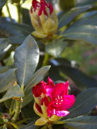 A garden flower photo (Rhododendron Nova Zembla)