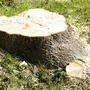 Stump (Acer pseudoplatanus)