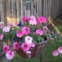 Hanging basket