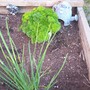 Herb garden