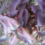 Sedum