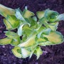 sedum