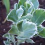 Sedum