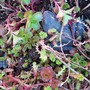 Assorted small sedum