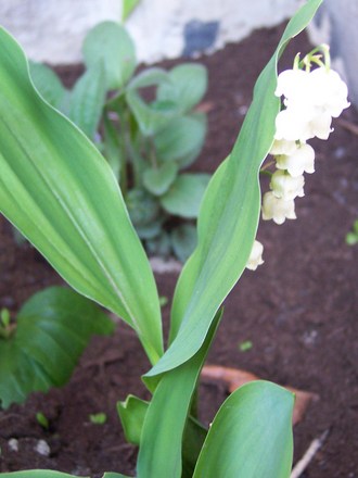 Lily-of-the-Valley (Convallaria majalis (Lily of the valley))