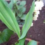 Convallaria majalis (Lily of the valley)