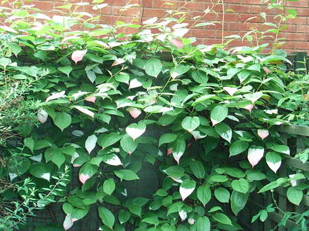 Actinidia kolomikta (Actinidia kolomikta)