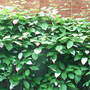 Actinidia kolomikta
