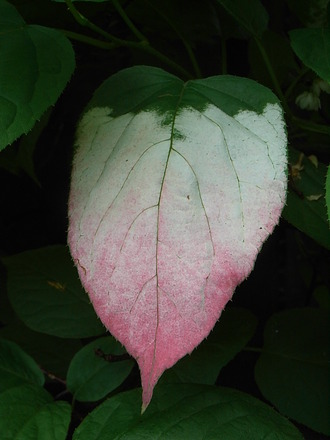 Actinidia kolomikta - close-up (Actinidia kolomikta)