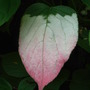 Actinidia kolomikta