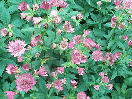 Astrantia 'Roma' (Astrantia 'Roma')
