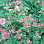 Astrantia 'Roma'