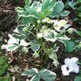 Fragaria_x_ananassa__variegata_