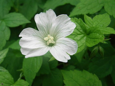Geranium nodosum 'Silverwood' (Geranium nodosum)