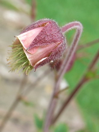 Geum rivale (Geum rivale)