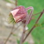 Geum rivale (Geum rivale)