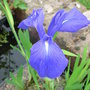 Iris laevigata