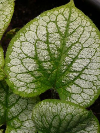 Leaf detail from Brunnera 'Jack frost' (Brunnera macrophylla)